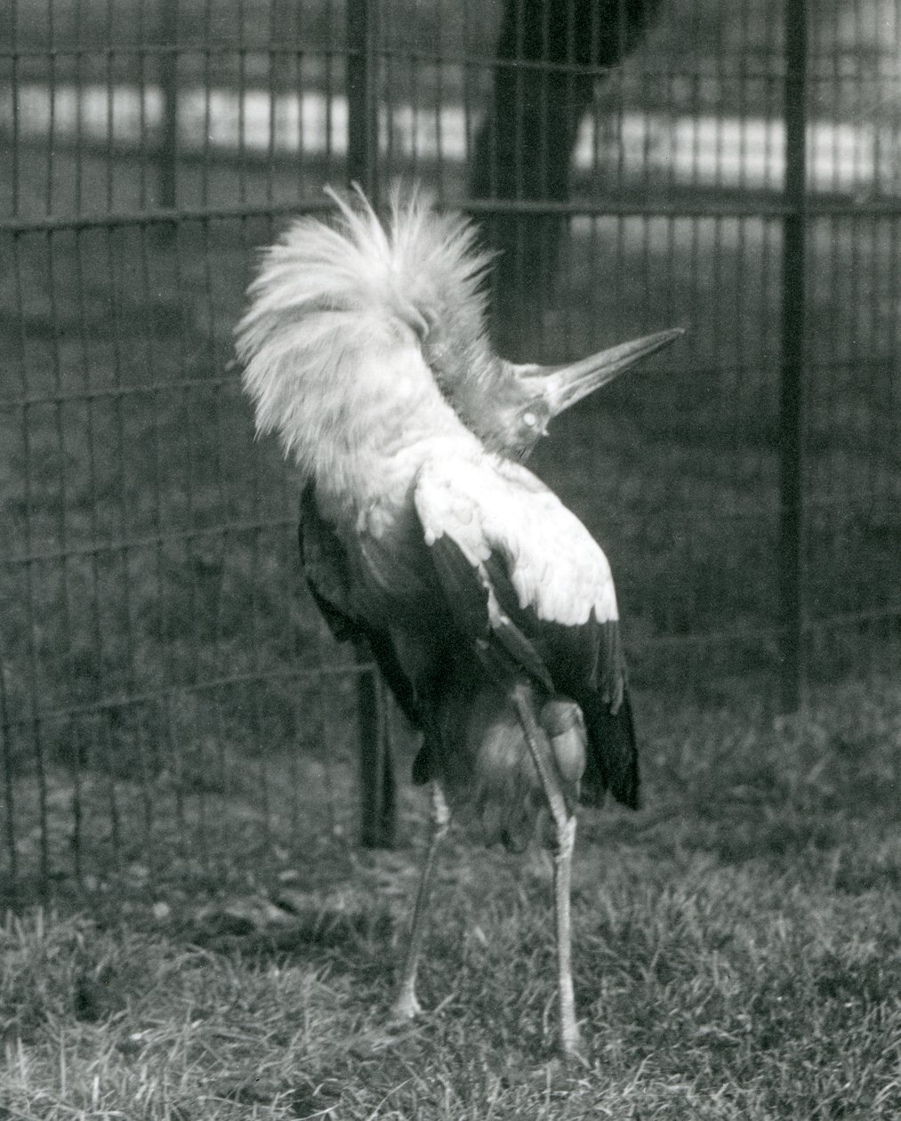 En Maguari-stork, der udfører op-ned-visningen, London Zoo, juli 1925 af Frederick William Bond