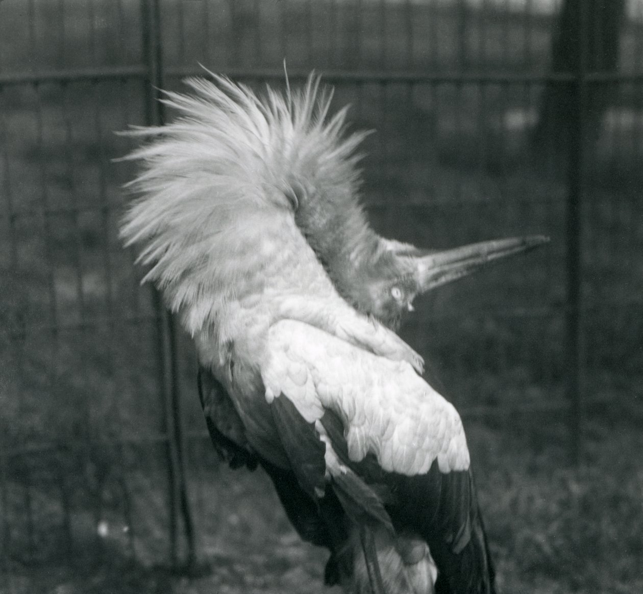 En Maguari-stork, der udfører op-ned-visningen, London Zoo, juli 1925 af Frederick William Bond