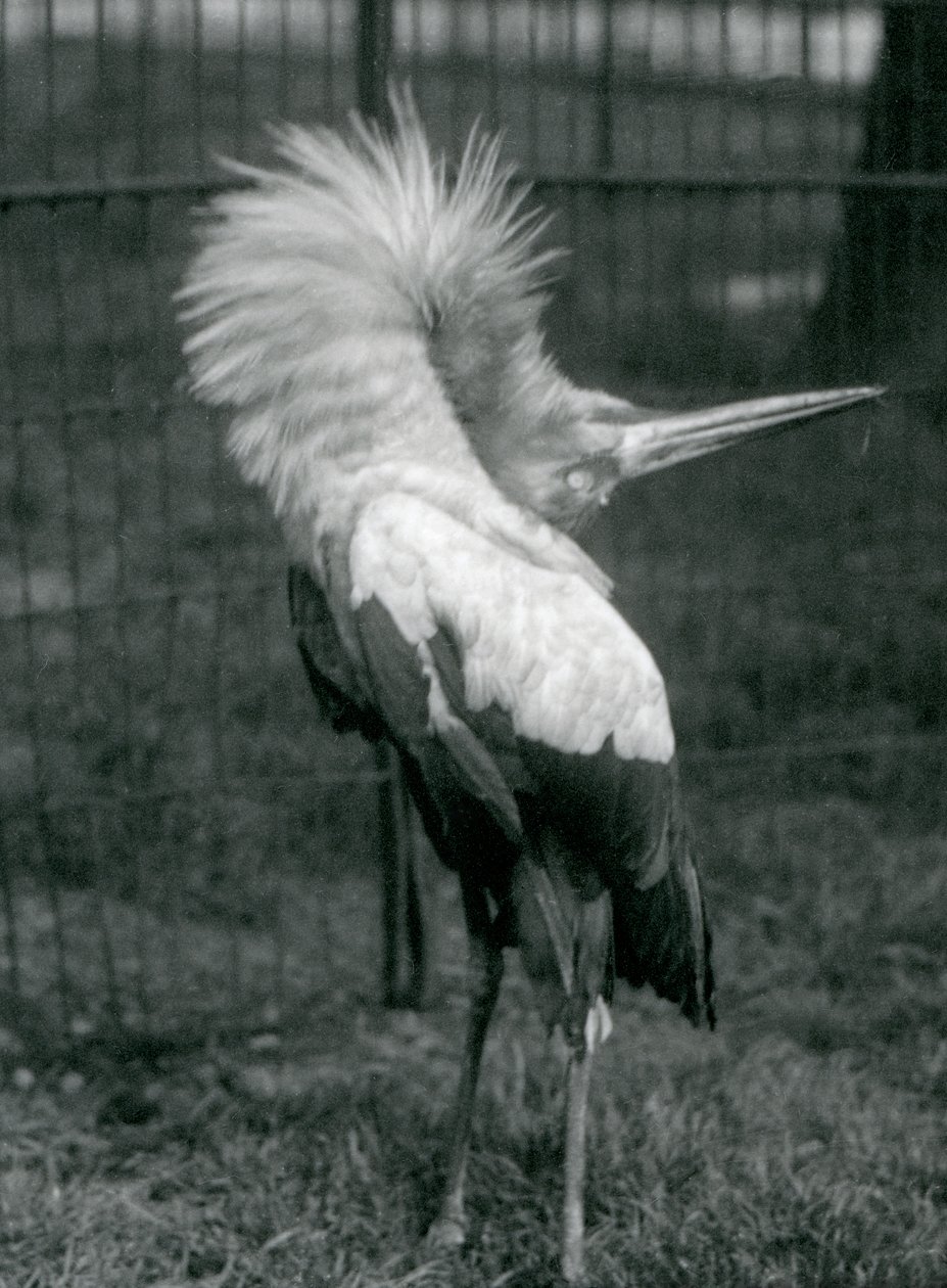En Maguari-stork, der udfører op-ned-visningen, London Zoo, juli 1925 af Frederick William Bond