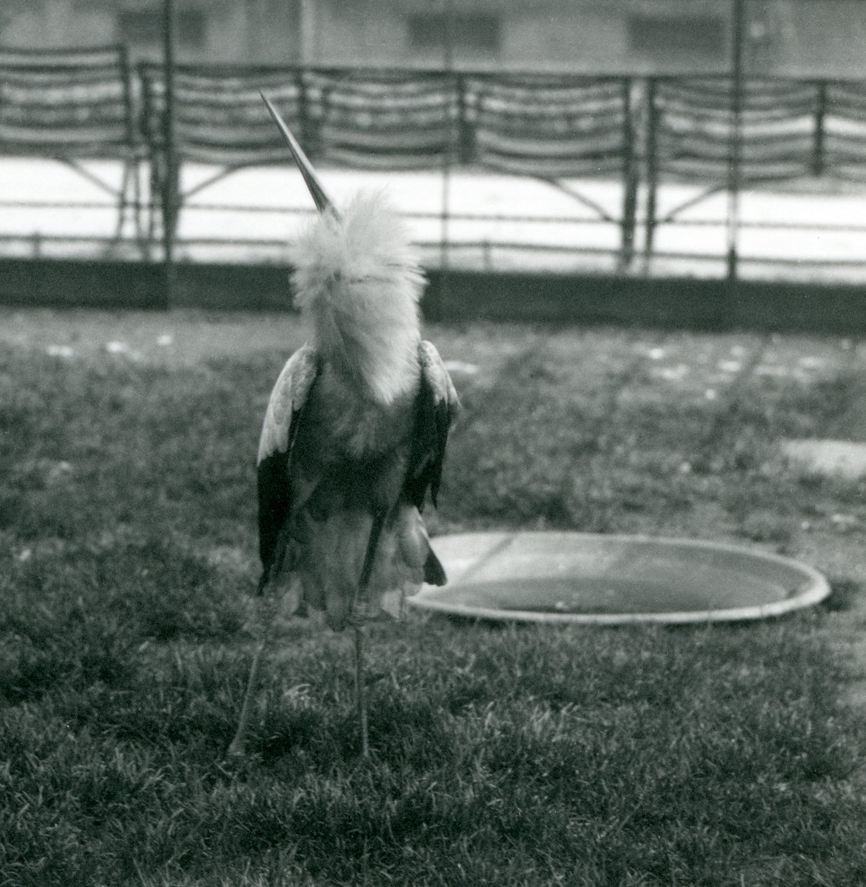 En Maguari-stork udfører op- og nedadgående opvisning, mens den står på græs ved siden af et lille betonbassin, London Zoo, juli 1925 (s/h-foto) af Frederick William Bond