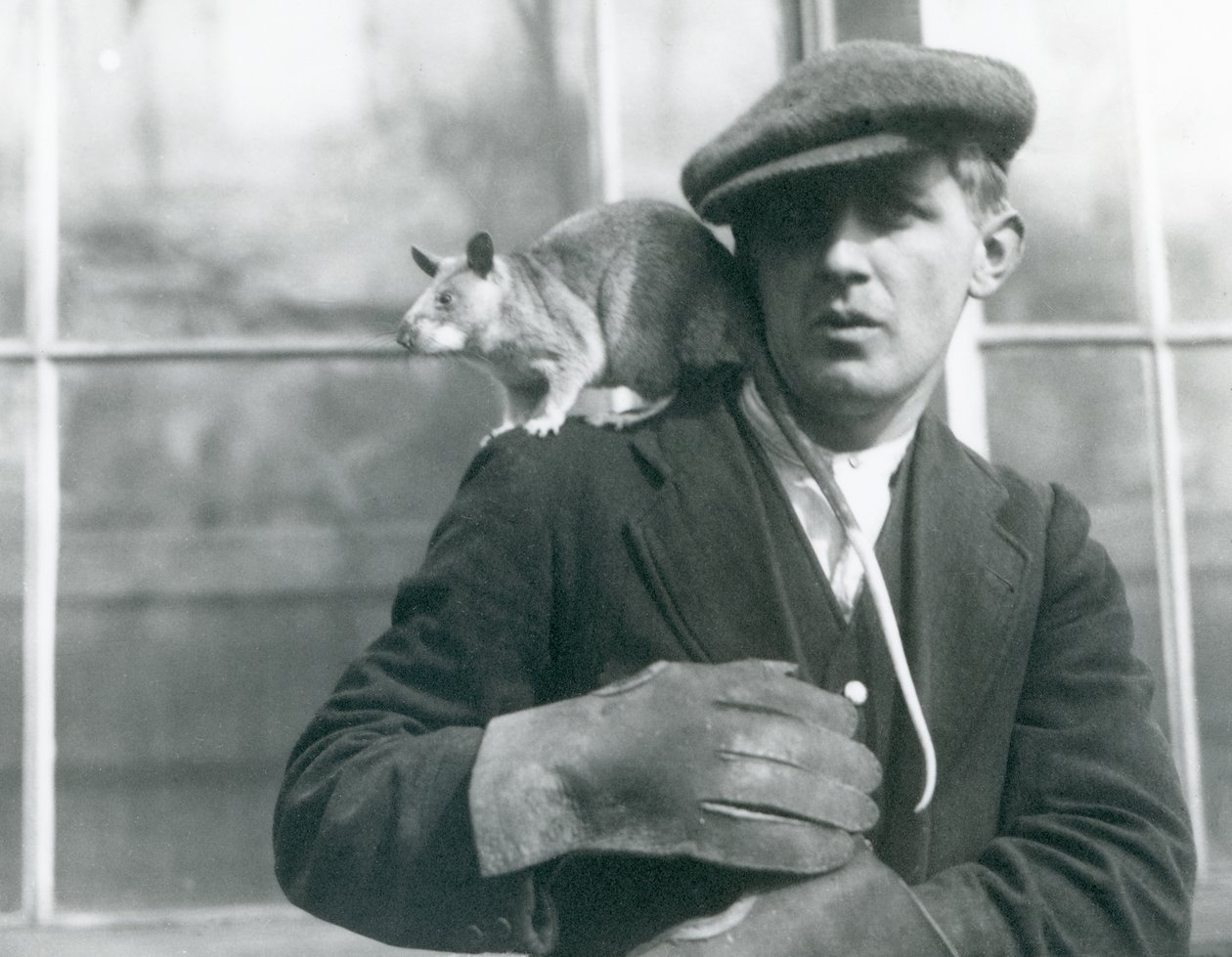 En madagaskisk kæmperotte sidder på skulderen af sin vogter, London Zoo, 1924 af Frederick William Bond