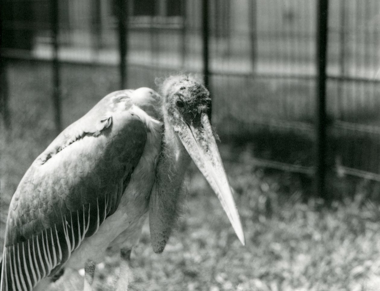 En Marabou-stork stående i sin indhegning i London Zoo i september 1928 af Frederick William Bond