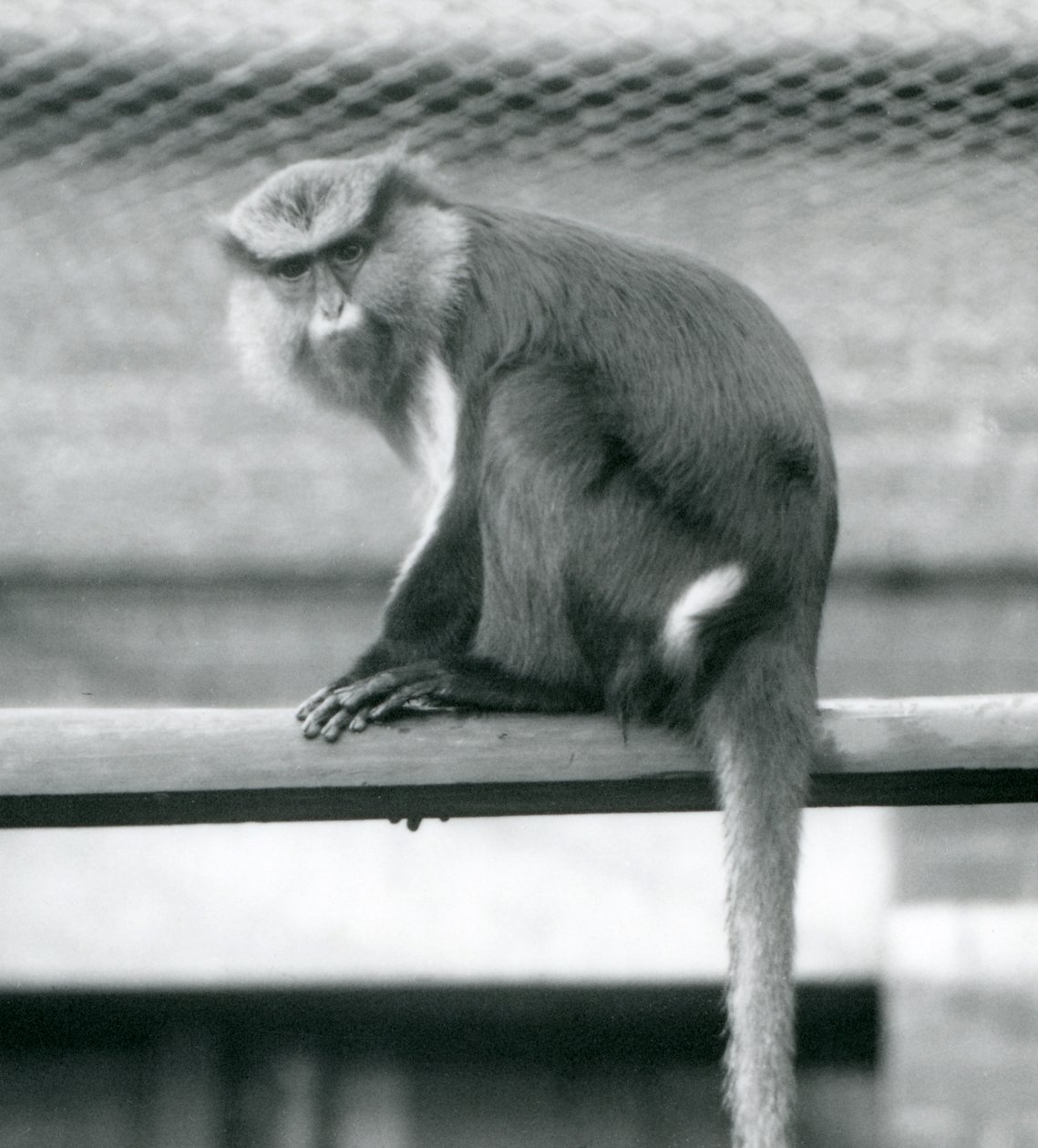 En Mona-abe, der sidder på en vandret pæl i sin indhegning i London Zoo i september 1925 af Frederick William Bond