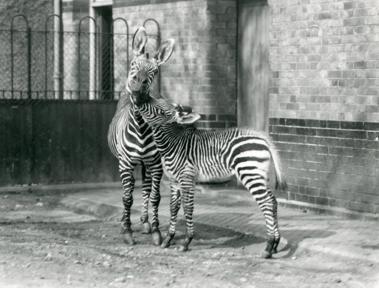 En bjergzebra og hendes føl i London Zoo i 1929 (s/h foto) af Frederick William Bond