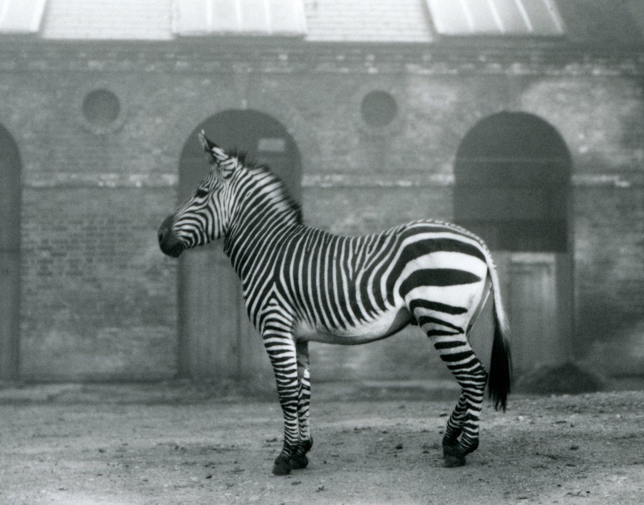 En bjergzebra, der står på sin fold foran de høje døre til Giraffe House i London Zoo i 1927 af Frederick William Bond