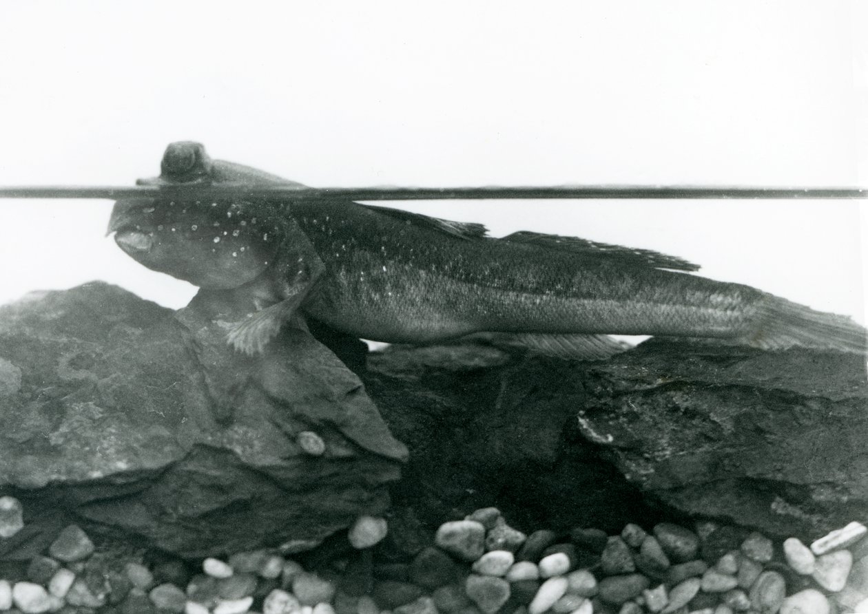 En mudderskipper, hvilende på nedsænkede klipper, med øjnene over vandet, London Zoo af Frederick William Bond