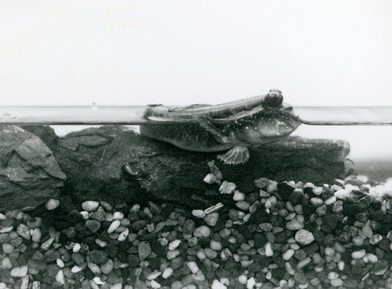 En mudderskipper, hvilende på nedsænkede klipper, med øjnene over vandet, London Zoo af Frederick William Bond