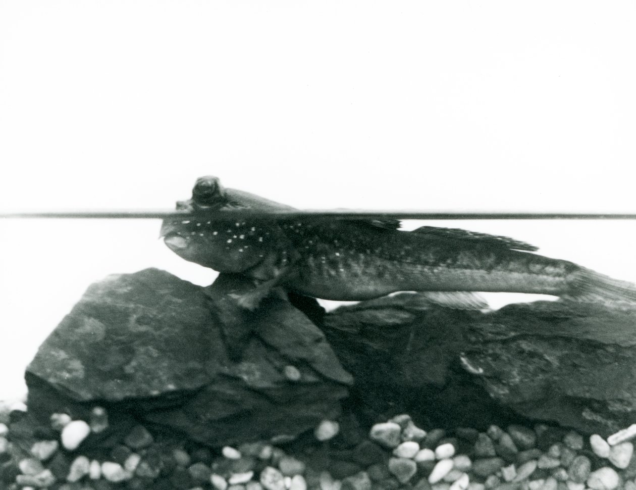 En mudderskipper, hvilende på nedsænkede klipper, med øjnene over vandet, London Zoo af Frederick William Bond