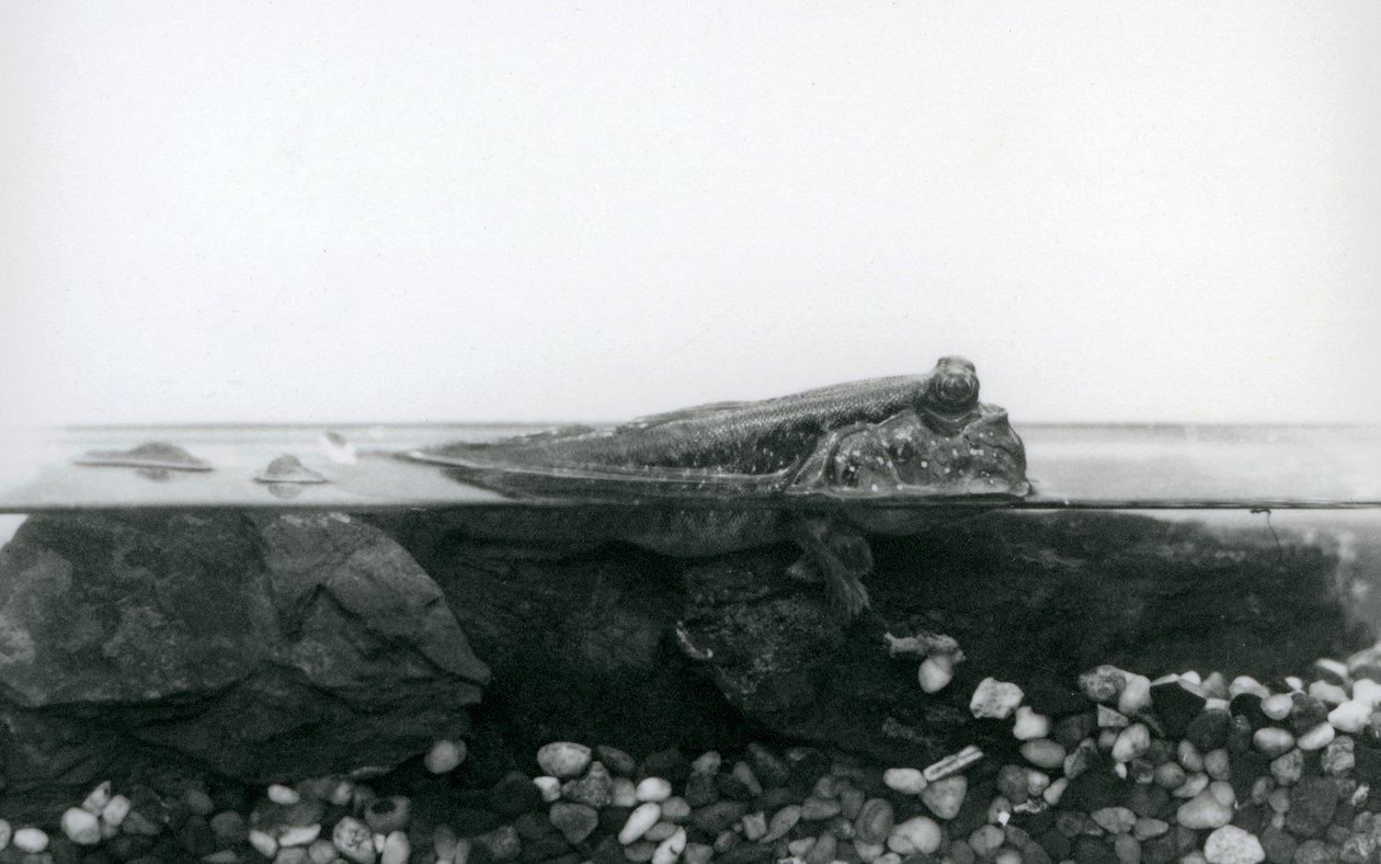 En mudderskipper, hvilende på neddykkede klipper, med den øverste halvdel af kroppen over vandet, London Zoo af Frederick William Bond