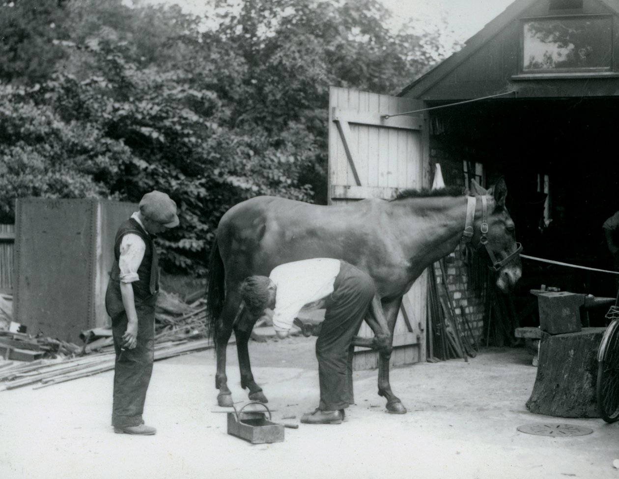 Et muldyr under skoning i London Zoo i 1924 af Frederick William Bond