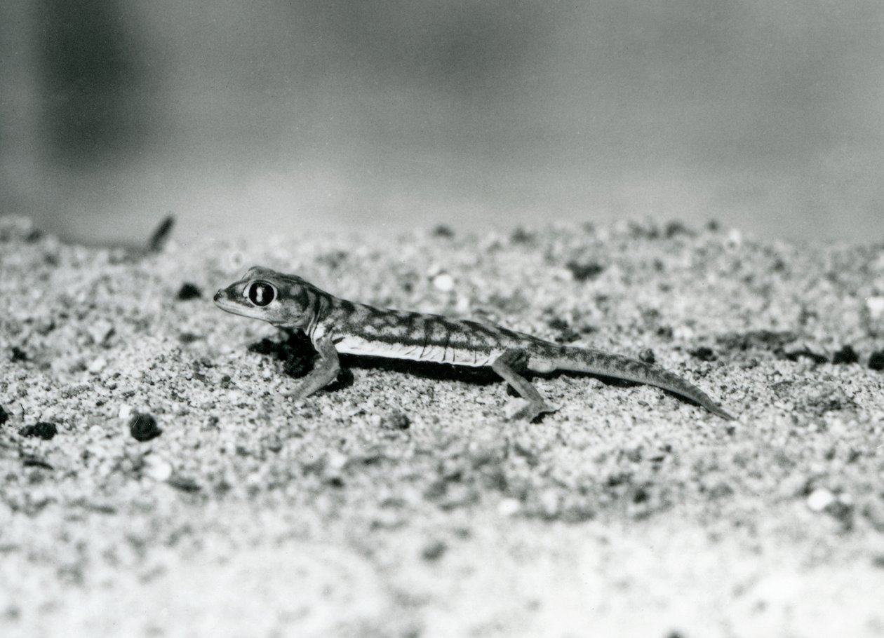En Namib-sandgecko/webfodsgecko stående på sand, London Zoo, september 1928 (s/h foto) af Frederick William Bond
