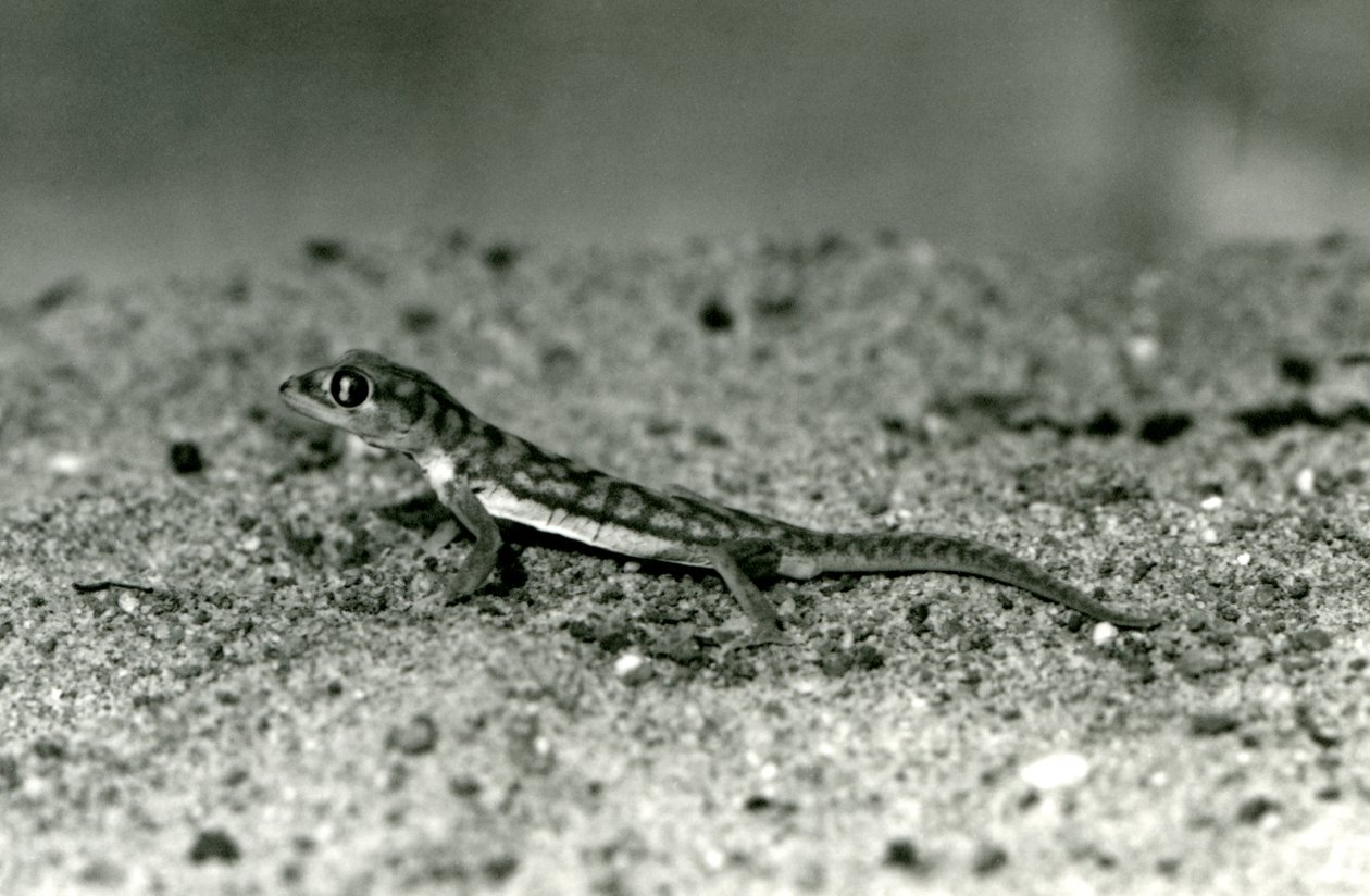 En Namib-sandgekko/webfodet gekko stående på sand, London Zoo, september 1928 (s/h-billede) af Frederick William Bond