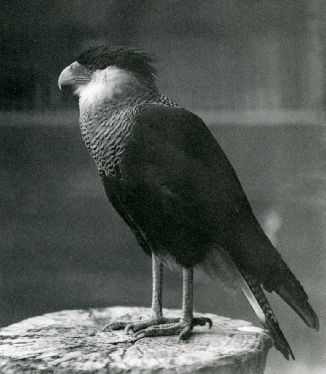 En Northern Crested Caracara i London Zoo, før 1930 af Frederick William Bond