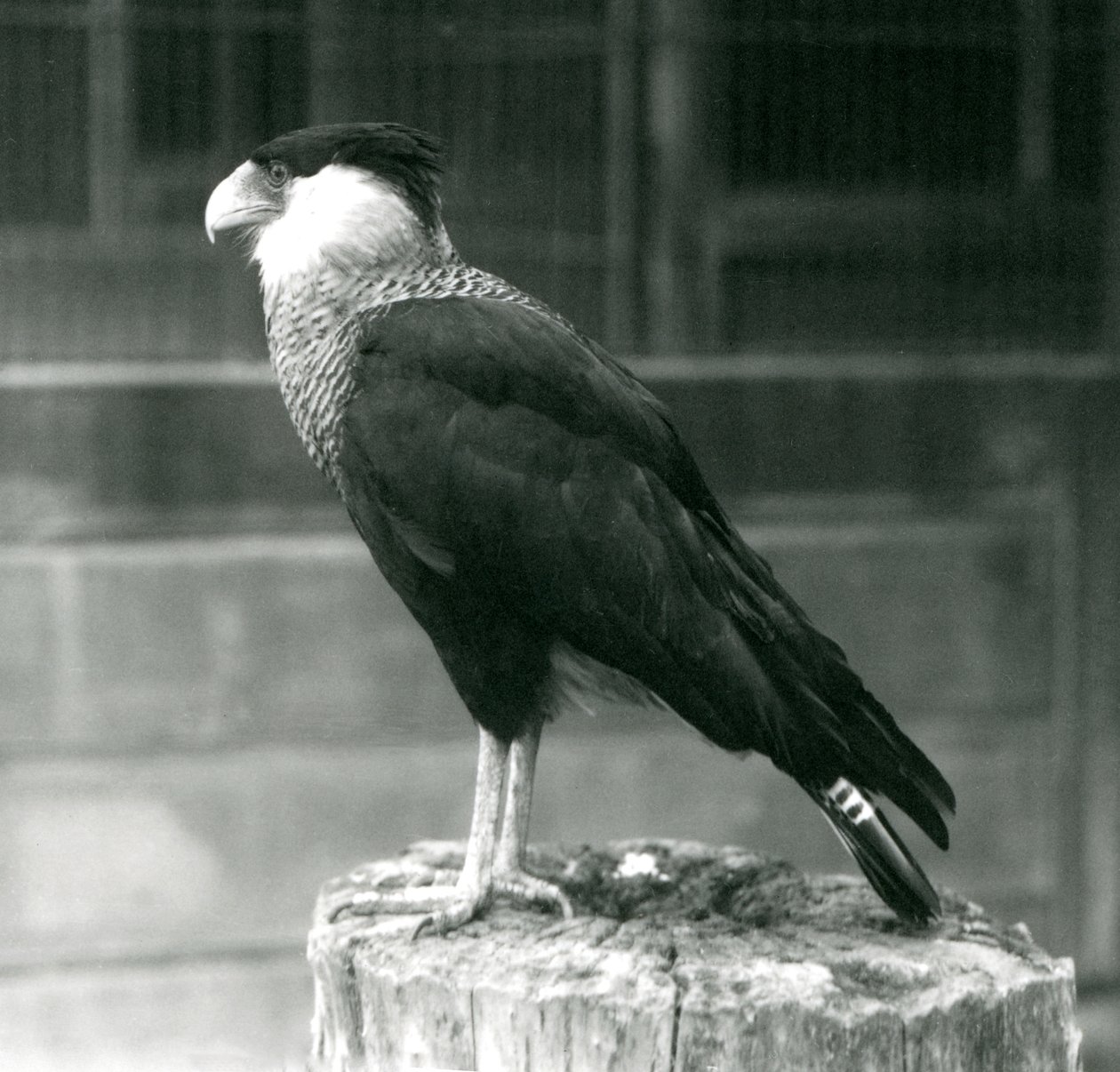 En Northern Crested Caracara stående på en træstamme i London Zoo, september 1925 af Frederick William Bond
