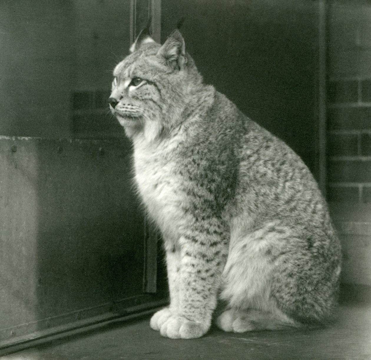 A Northern Lynx, London Zoo, februar 1925 af Frederick William Bond