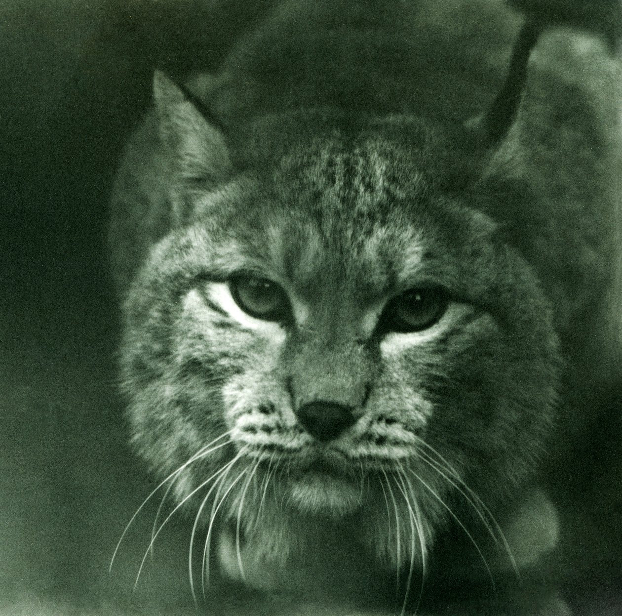 A Northern Lynx, London Zoo, februar 1925 af Frederick William Bond