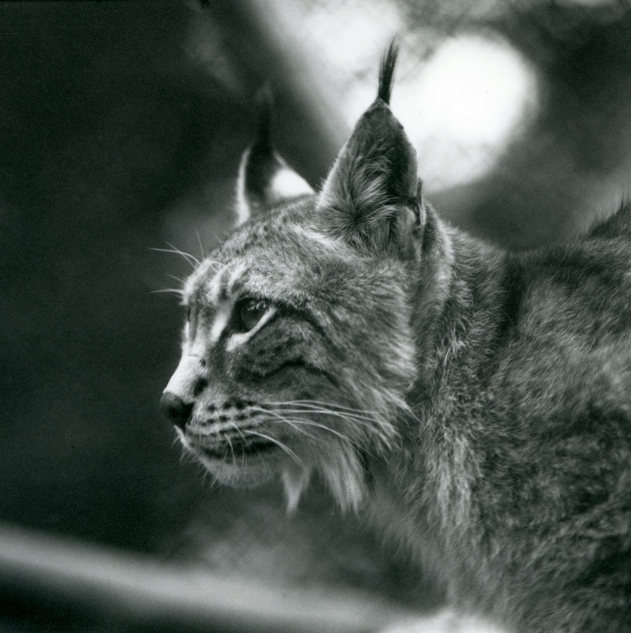 A Northern Lynx i London Zoo, juli 1925 af Frederick William Bond