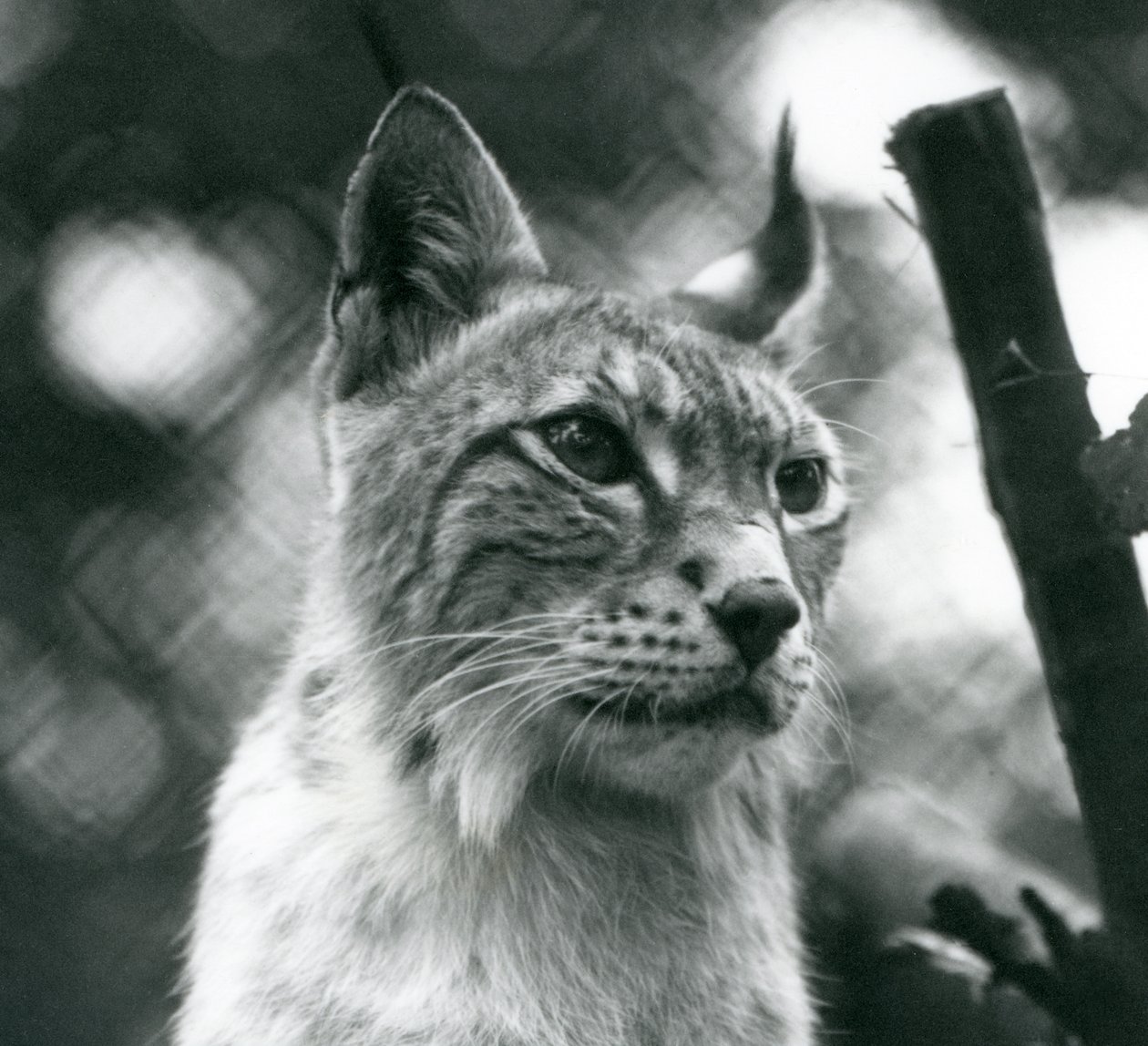 A Northern Lynx i London Zoo, juli 1925 af Frederick William Bond