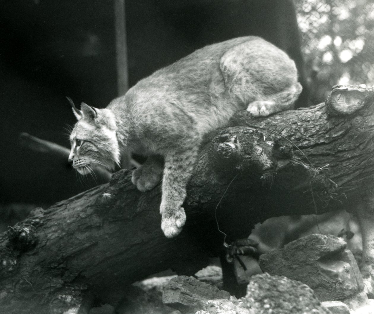 En Northern Lynx læner sig ned fra en gren, London Zoo, oktober 1925 af Frederick William Bond
