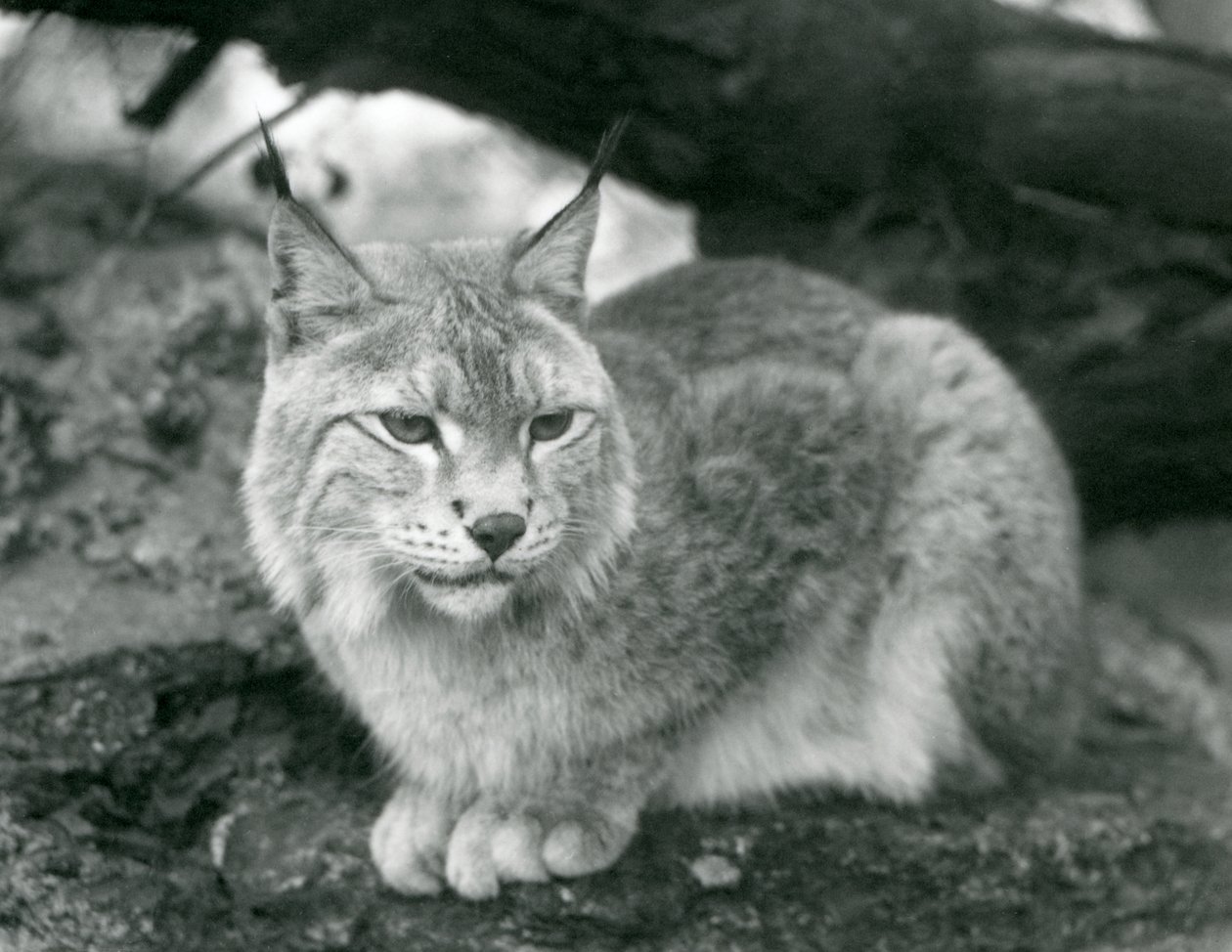 En nordlig los sidder på en sten, London Zoo, oktober 1925 af Frederick William Bond
