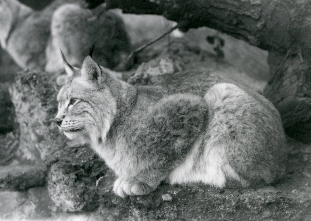 En Northern Lynx sidder på en klippe, London Zoo, oktober 1925 af Frederick William Bond