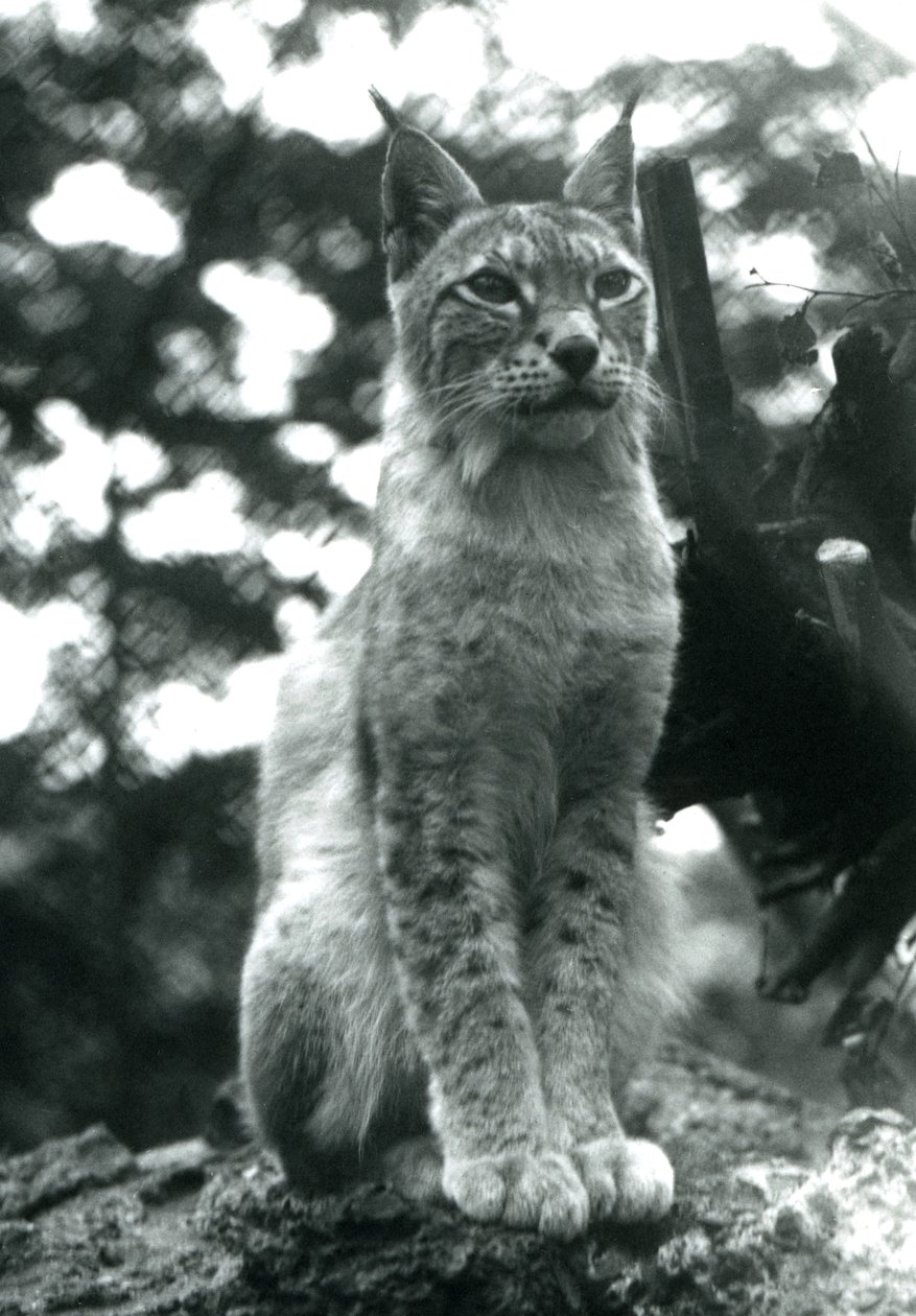 En Northern Lynx sidder oppe i London Zoo, juli 1925 af Frederick William Bond