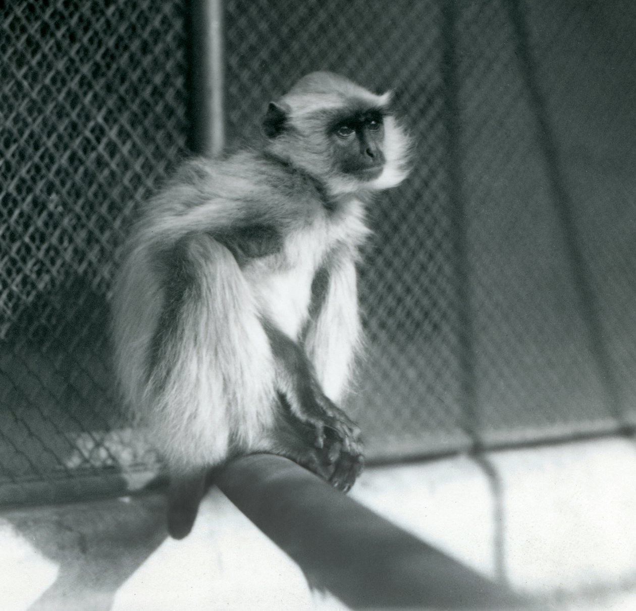 En Northern Plains Grey Langur sidder på en siddepinde i sin indhegning i London Zoo i 1928 (s/h foto) af Frederick William Bond