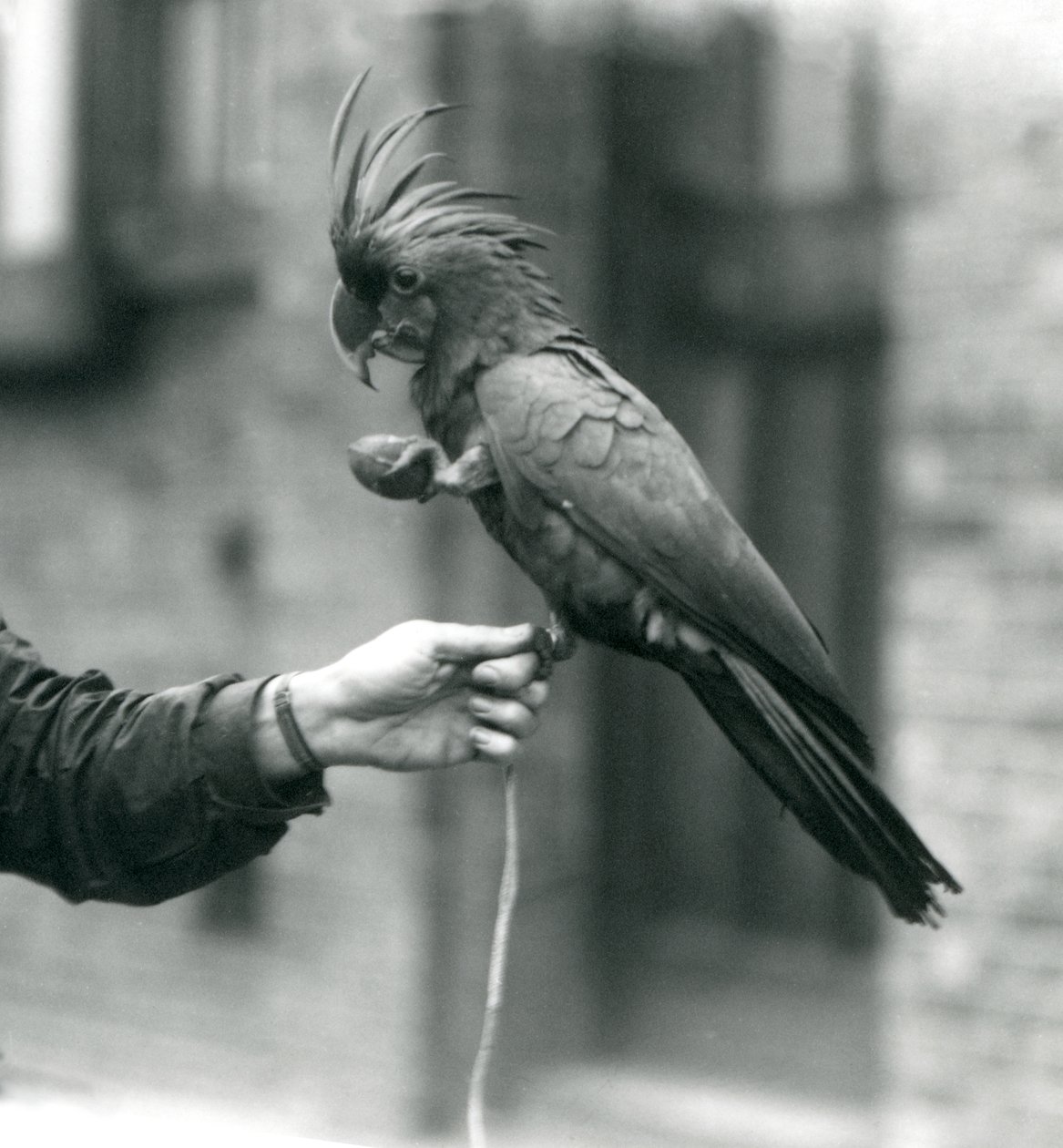 En PalmGoliathGreat Black Cockatoo, der griber om fingeren på en målmand med den ene fod og holder en ægformet godbid i den anden nLondon Zoo, september 1927. af Frederick William Bond