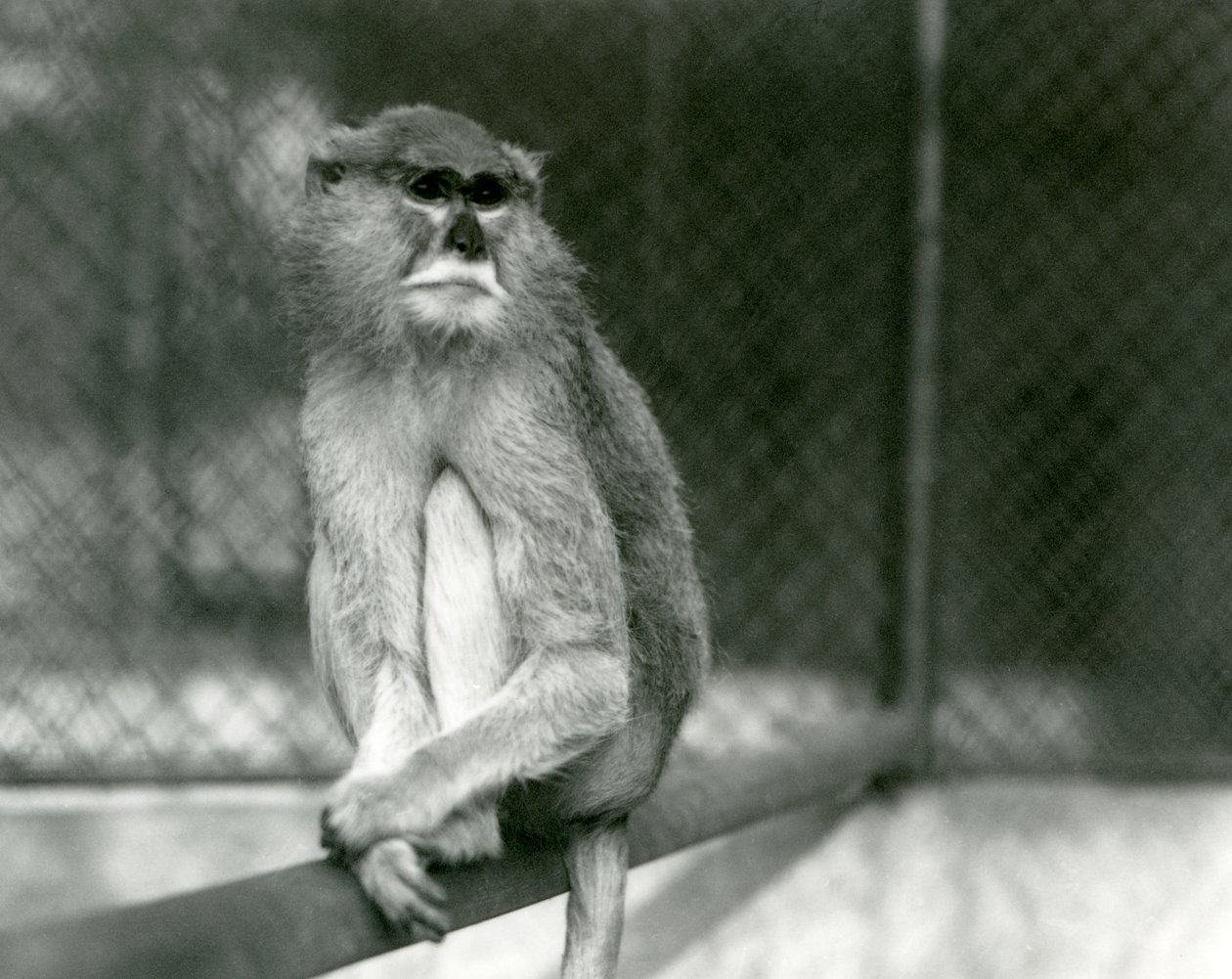 En Patas/Wadi/Hussar Monkey sidder på en gren i London Zoo i 1928 (s/h foto) af Frederick William Bond