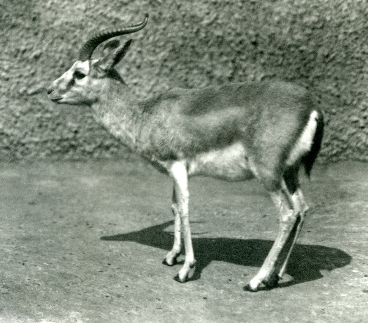 En persisk gazelle i London Zoo i juni 1925 af Frederick William Bond