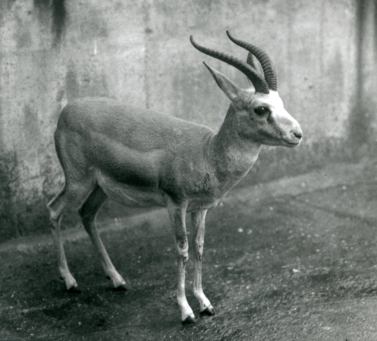 En persisk, struma- eller sorthalegazelle i London Zoo, august 1927 af Frederick William Bond