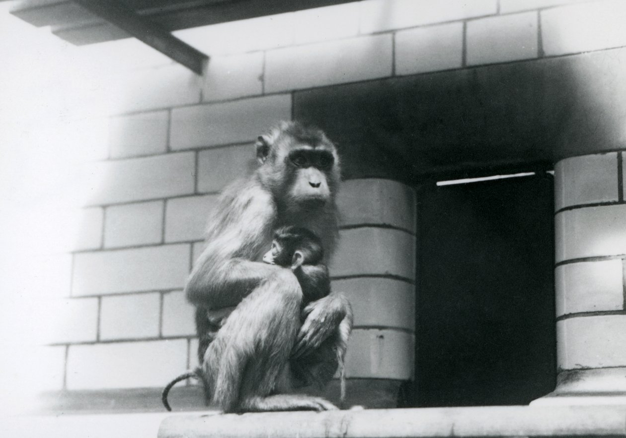 En grisehalemakak, der holder sin baby, mens hun sidder på en flisebelagt afsats i sin indhegning i London Zoo i 1928 (s/h-foto) af Frederick William Bond
