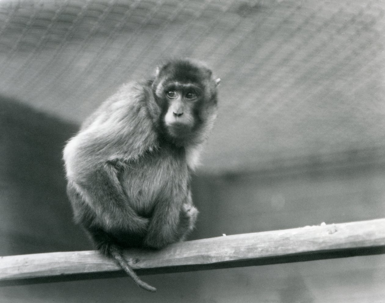 En grisehalemakak sidder på en siddepinde i sin indhegning i London Zoo (s/h foto) af Frederick William Bond