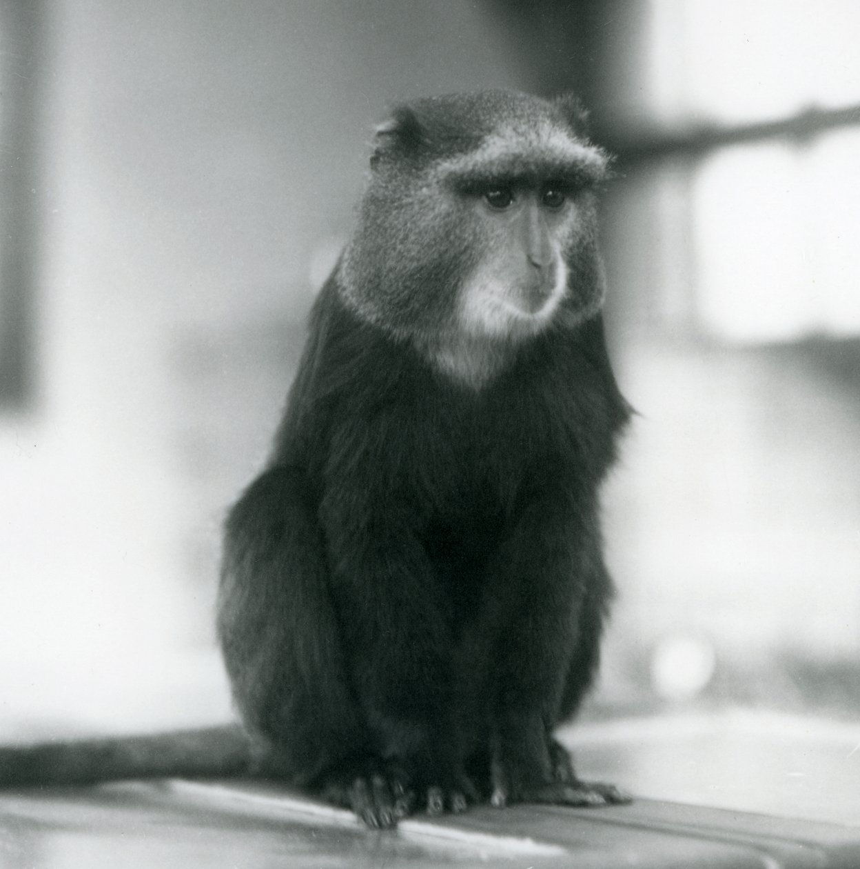En Pluto-abe eller blå abe, der sidder på en bænk i London Zoo af Frederick William Bond
