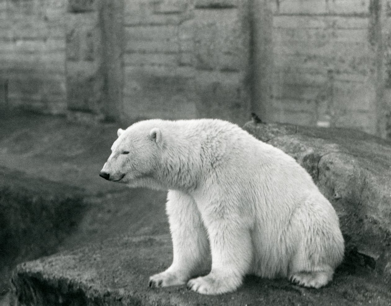 En isbjørn sidder på en klippeside i London Zoo i september 1927 af Frederick William Bond