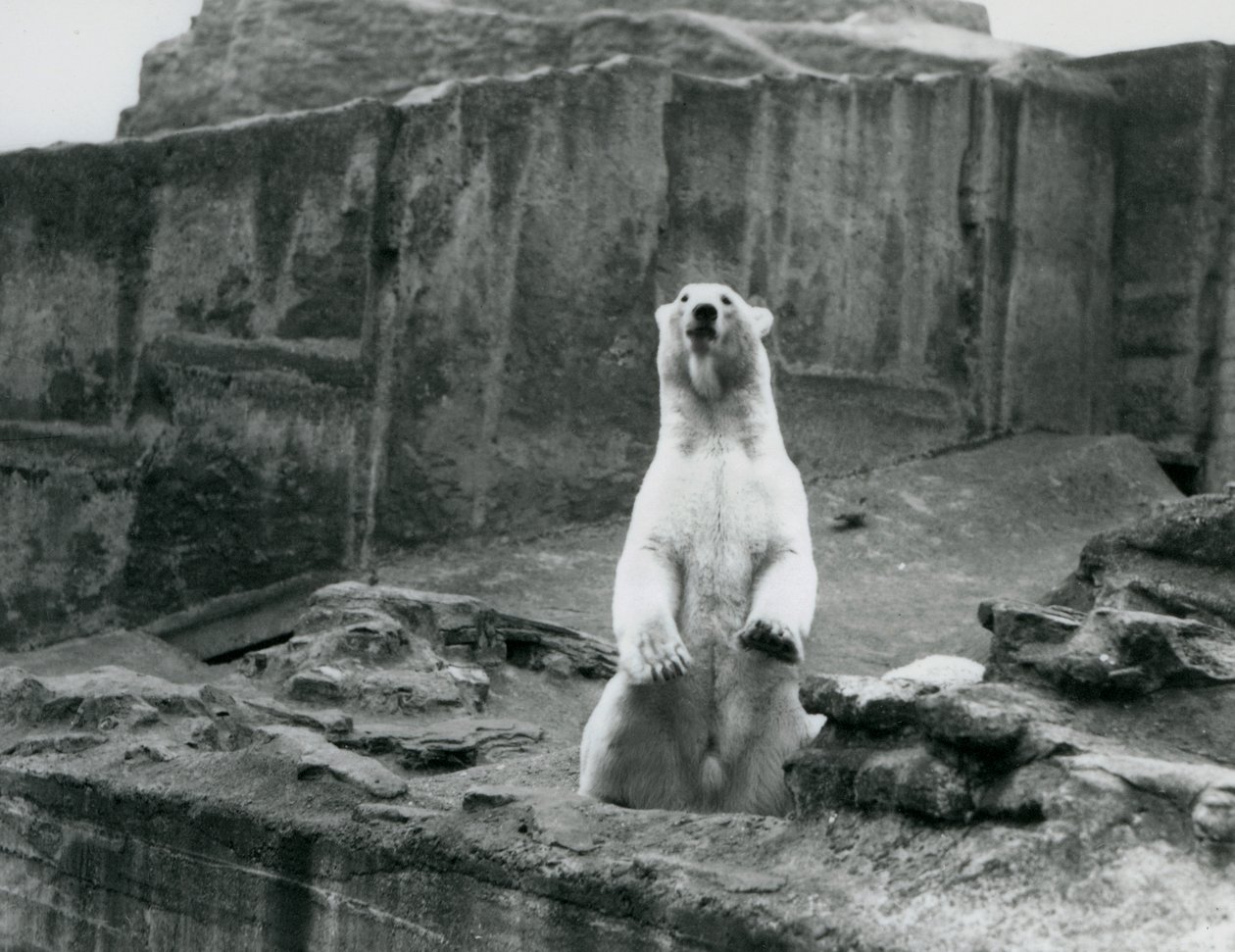 En isbjørn, der sidder oppe i sin indhegning ved bunden af Mappin-terrasserne i London Zoo i september 1928 (s/h-foto) af Frederick William Bond