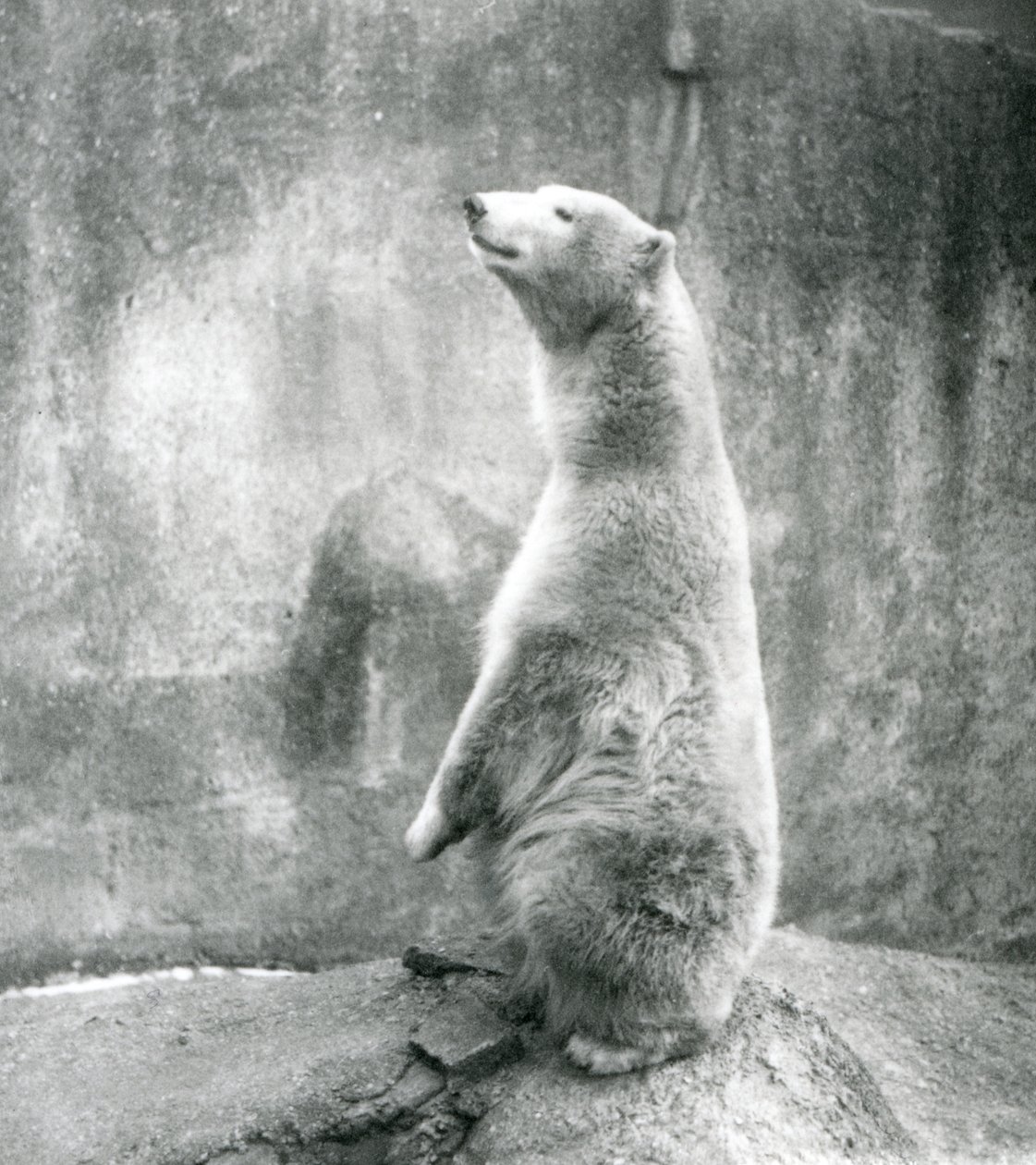 En isbjørn, der sidder op på sine lænder i London Zoo i 1929 (s/h-foto) af Frederick William Bond