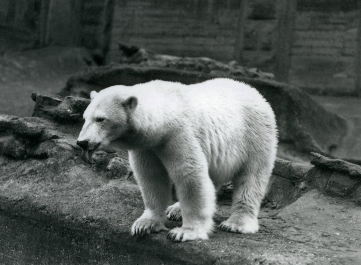 En isbjørn stående ved kanten af dens indhegning ved bunden af Mappin Terraces, London Zoo, september 1928 (s/h foto) af Frederick William Bond
