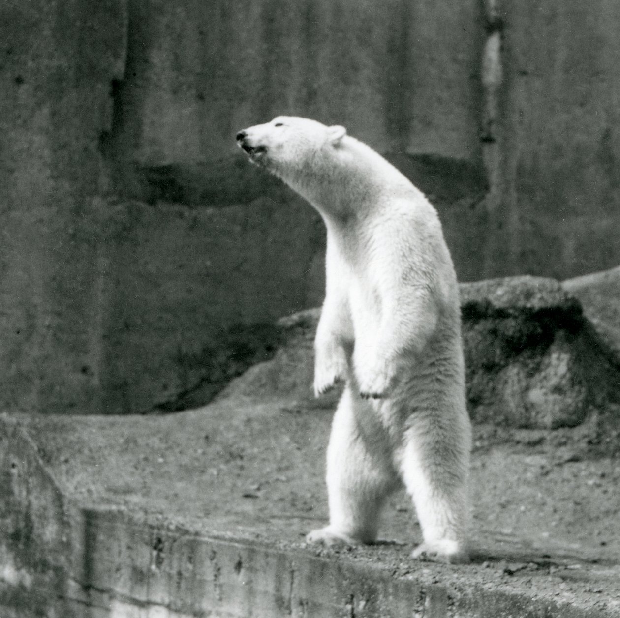 En isbjørn, der står højt på bagbenene, ved kanten af dens indhegning på Mappin Terraces, London Zoo af Frederick William Bond