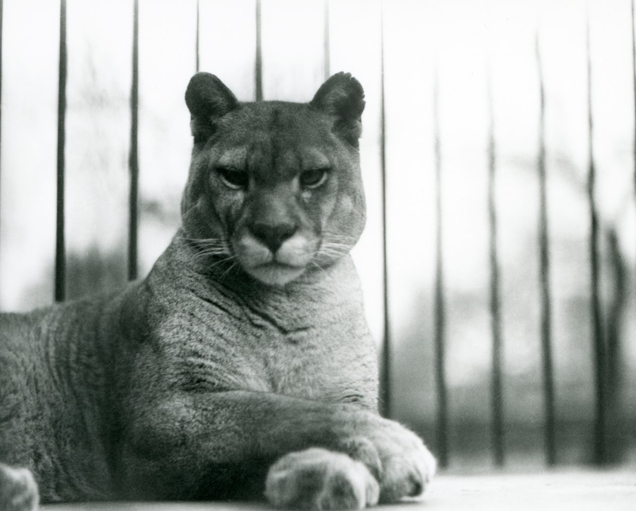 En Puma/Cougar/Mountain Lion/Catamount hviler i London Zoo i 1931 (s/h foto) af Frederick William Bond