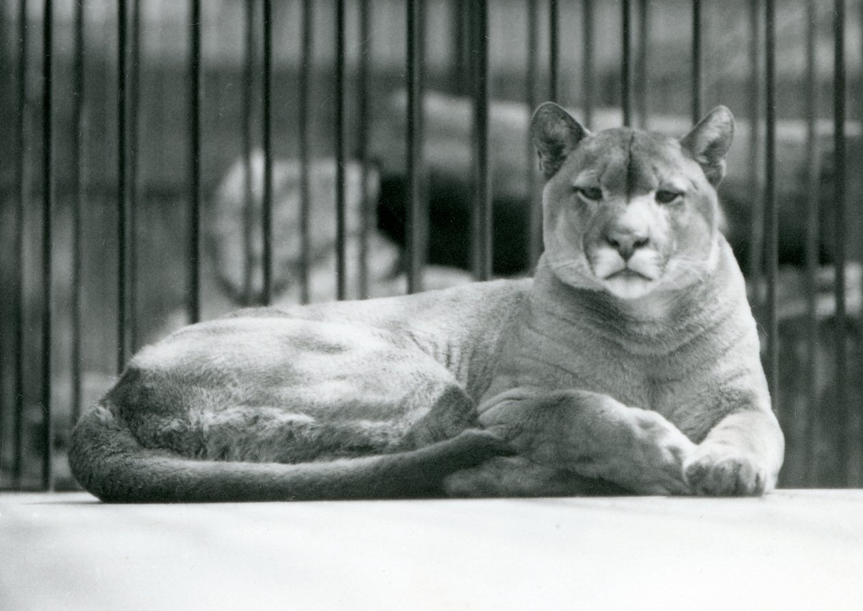 En PumaCougar Mountain Lion liggende i sin indhegning i London Zoo i juni 1925 af Frederick William Bond