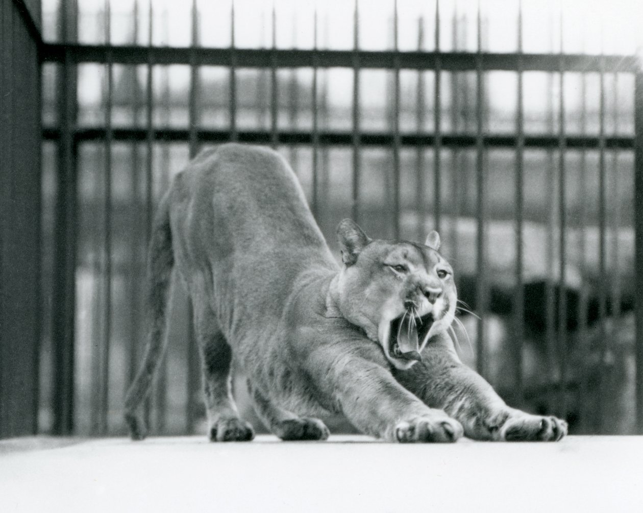 En Puma Cougar Mountain Lion gaber og strækker sig i London Zoo i juni 1925 af Frederick William Bond