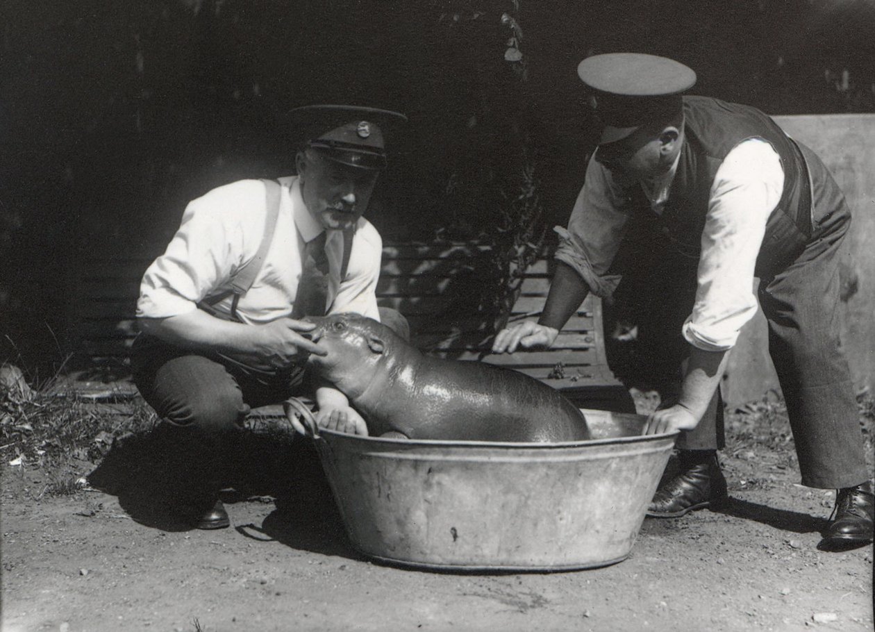 En pygmæflodhest i blød i ZSL London Zoo, august 1928 af Frederick William Bond