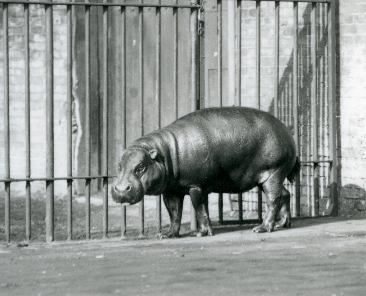 En pygmæflodhest i London Zoo i 1927 af Frederick William Bond