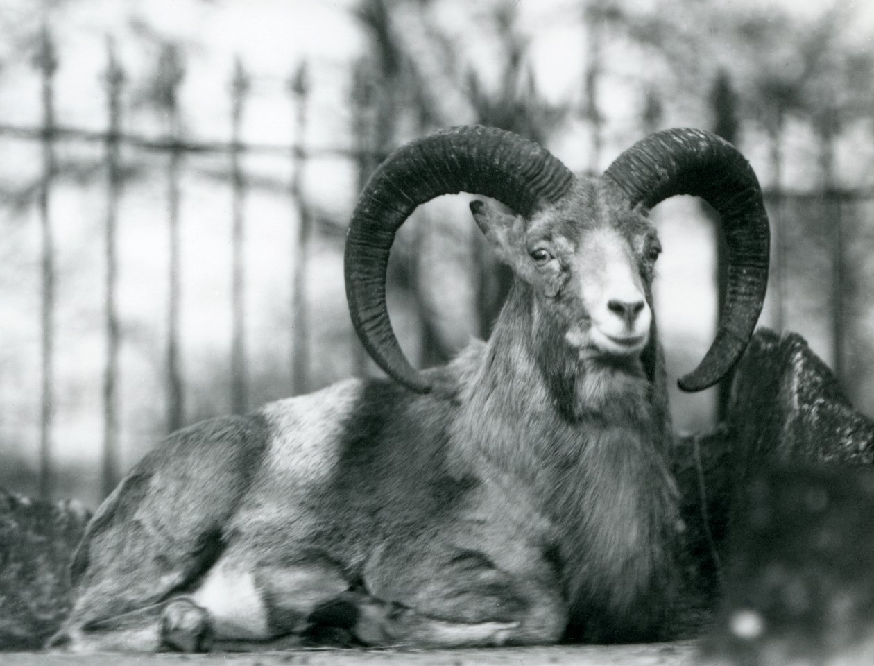En vædder siddende i London Zoo, 1925 af Frederick William Bond