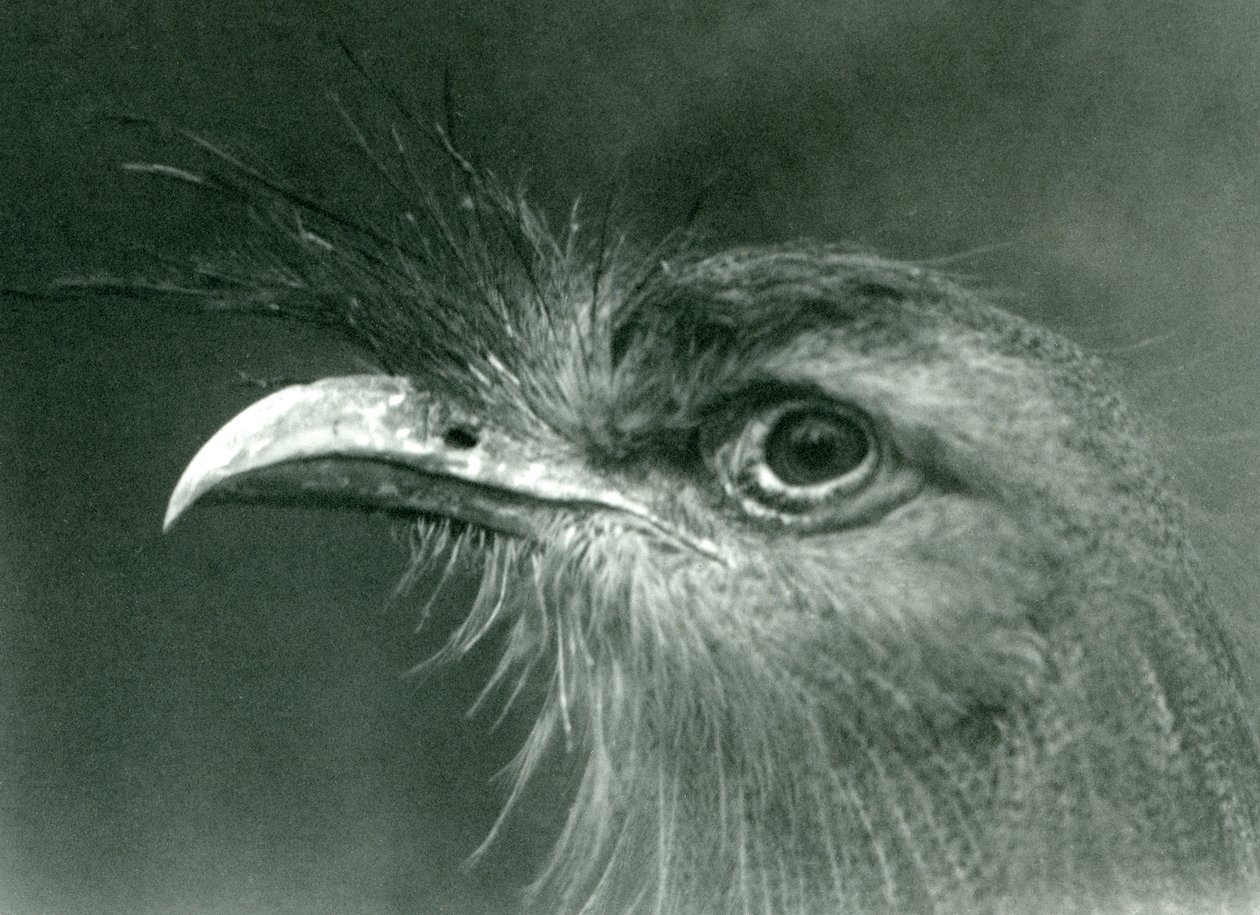 En rødbenet serie i London Zoo i 1924 af Frederick William Bond