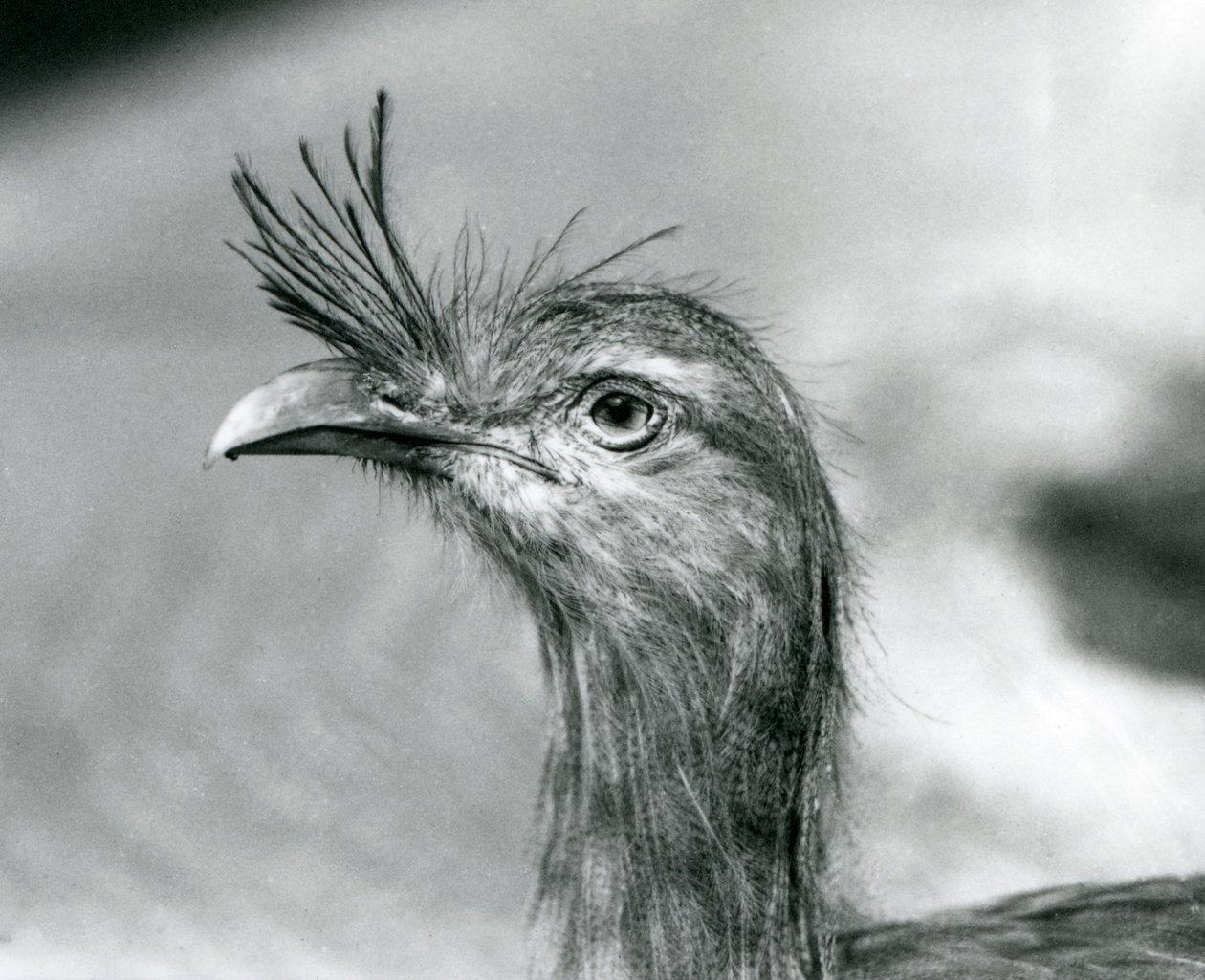 En rødbenet seriema i London Zoo i 1929 (s/h-billede) af Frederick William Bond