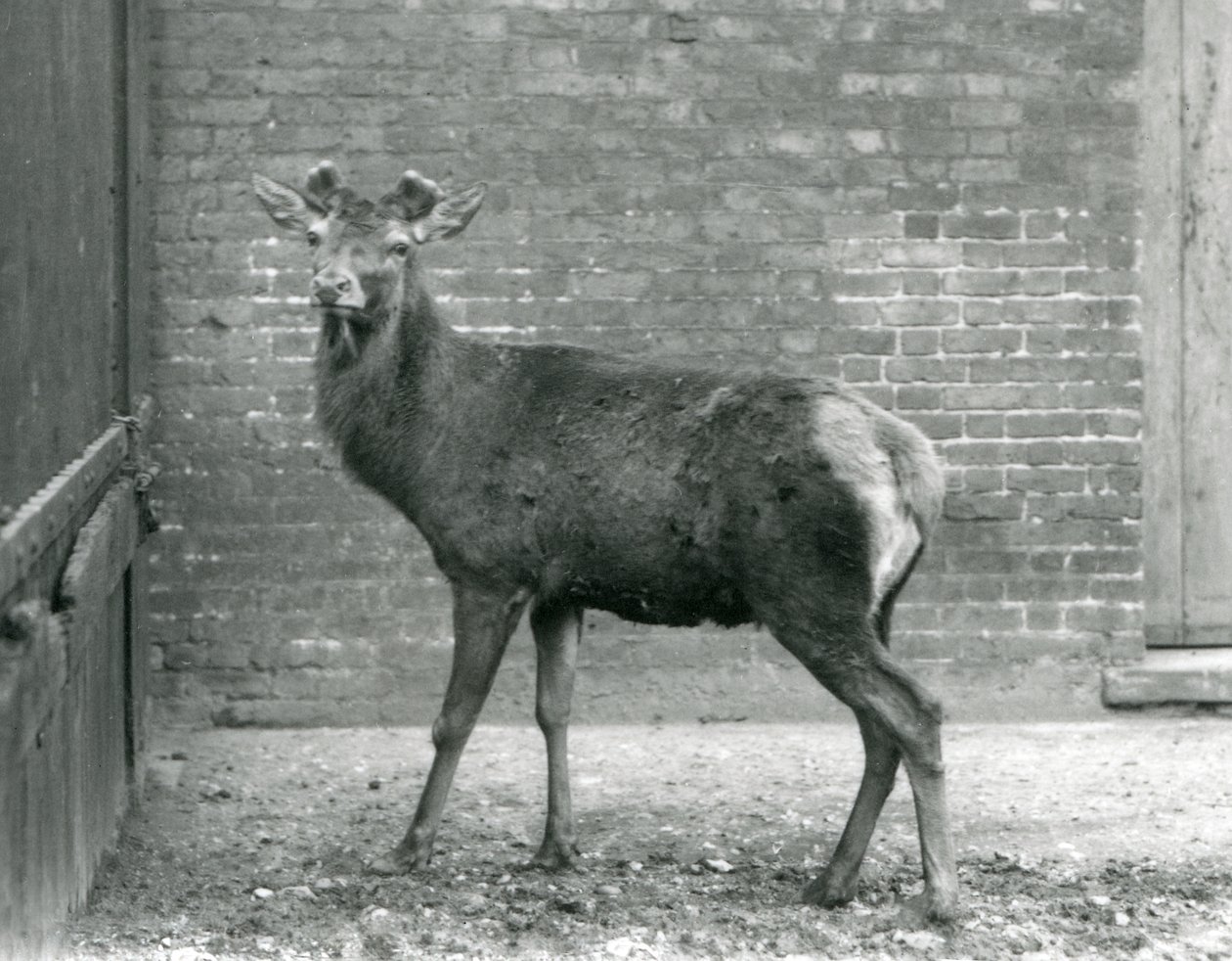 En kronhjort med spirende gevirer, London Zoo, august 1928 (s/h-foto) af Frederick William Bond