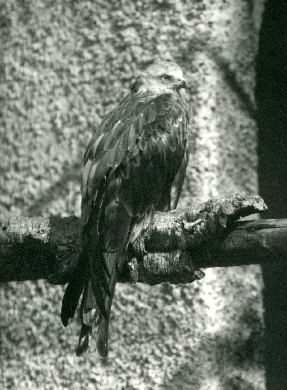 En rød glente siddende på en gren i London Zoo i 1924 af Frederick William Bond