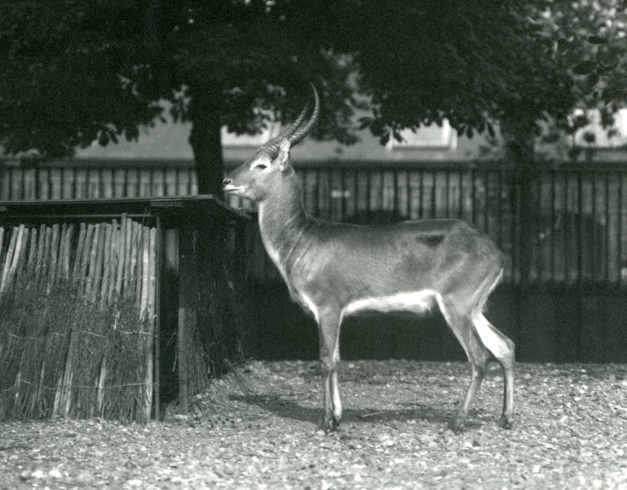 A Red Lechwe i London Zoo, juli 1924 af Frederick William Bond